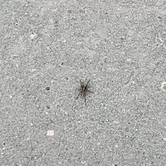 Lycosidae
