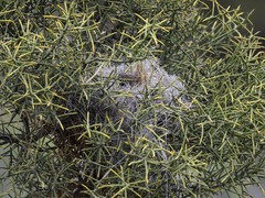 Auriparus flaviceps