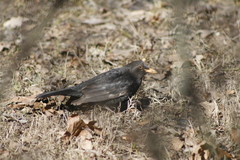 Turdus merula