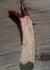 Lysurus mokusin