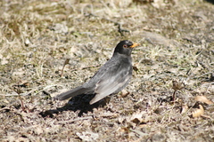 Turdus merula