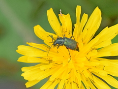 Clanoptilus spinipennis