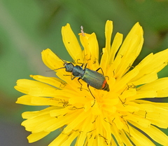 Clanoptilus spinipennis