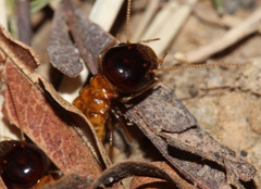 Microhodotermes viator