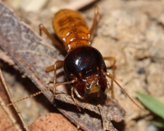 Microhodotermes viator