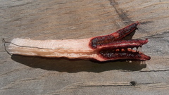 Lysurus mokusin