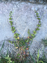 Epilobium nummulariifolium