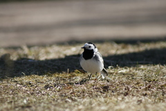 Motacilla alba