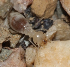 Microhodotermes viator