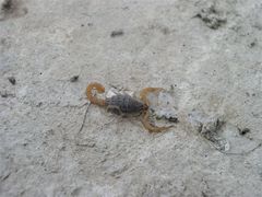 Aegaeobuthus gibbosus