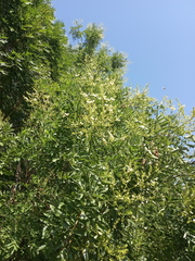 Styphnolobium japonicum