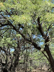 Prosopis pallida