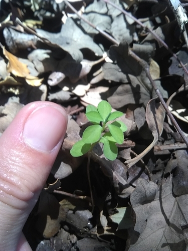 Euphorbia peplus