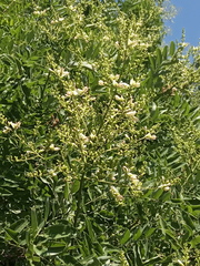 Styphnolobium japonicum