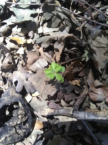 Euphorbia peplus