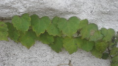 Parthenocissus tricuspidata