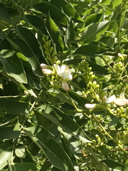 Styphnolobium japonicum