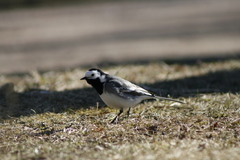 Motacilla alba