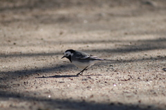 Motacilla alba