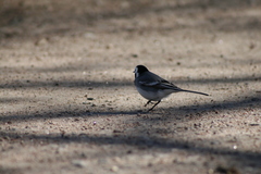 Motacilla alba