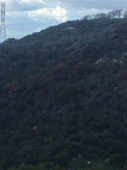 Arctostaphylos auriculata