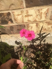 Phlox drummondii