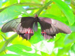 Heraclides anchisiades capys