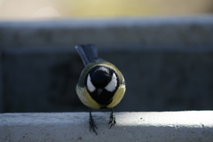 Parus major