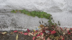 Parthenocissus tricuspidata
