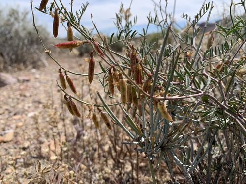 Lane Mountain milkvetch (Astragalus jaegerianus)