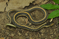 Thamnophis sirtalis annectens
