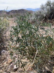 Astragalus jaegerianus