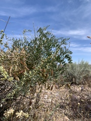 Astragalus jaegerianus