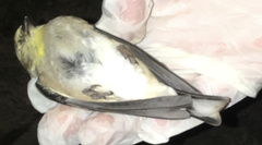 Spinus tristis