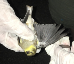Spinus tristis