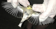 Spinus tristis