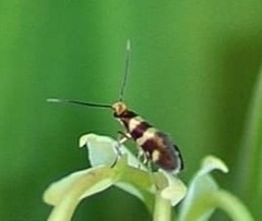 Micropterix