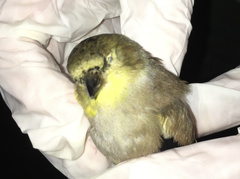 Spinus tristis