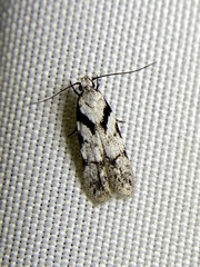 Pseudotelphusa palliderosacella