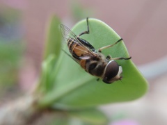 Palpada vinetorum