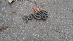 Diadophis punctatus vandenburgii