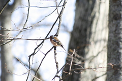 Fringilla coelebs