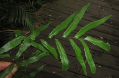 Lindsaea ensifolia