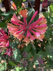 Lonicera heckrottii