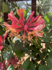 Lonicera heckrottii