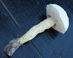 Austroboletus subflavidus