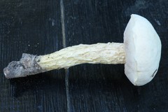 Austroboletus subflavidus