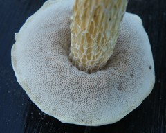 Austroboletus subflavidus