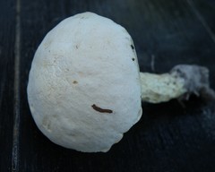 Austroboletus subflavidus