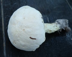 Austroboletus subflavidus